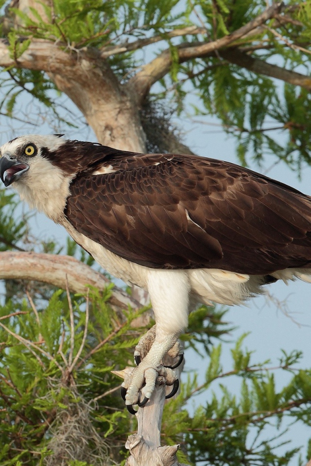 Орел сидит на дереве