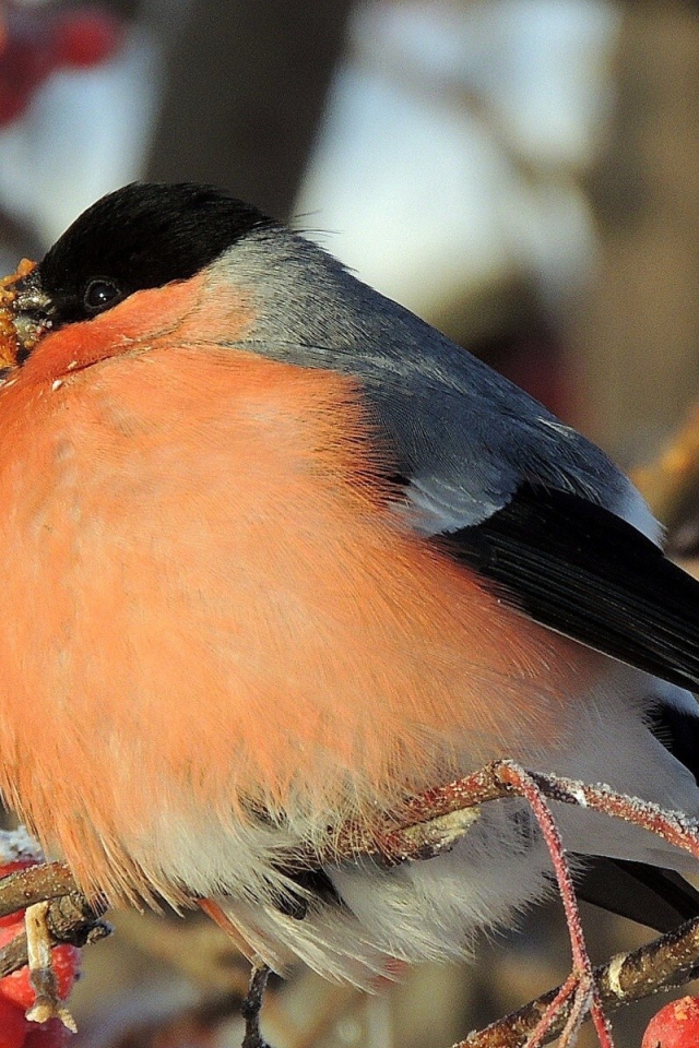 Снегирь ест мерзлую ягоду