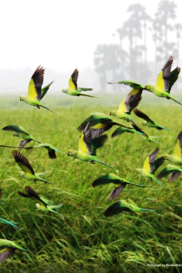 Взлетает стая попугаев
