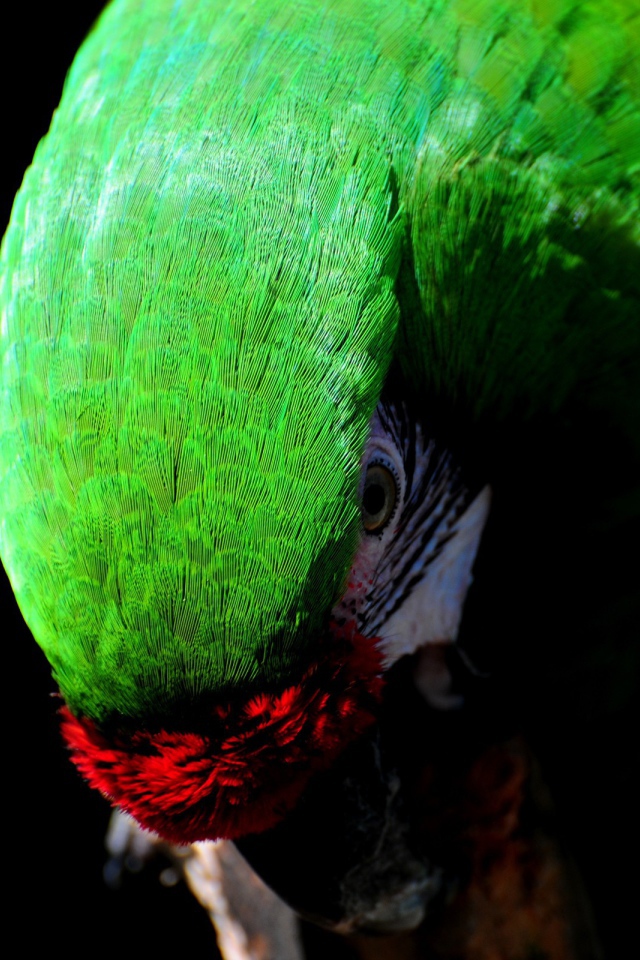 Зеленый Какаду