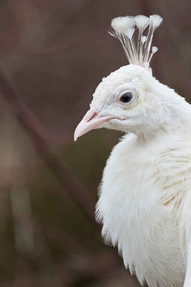 Голова белого павлина