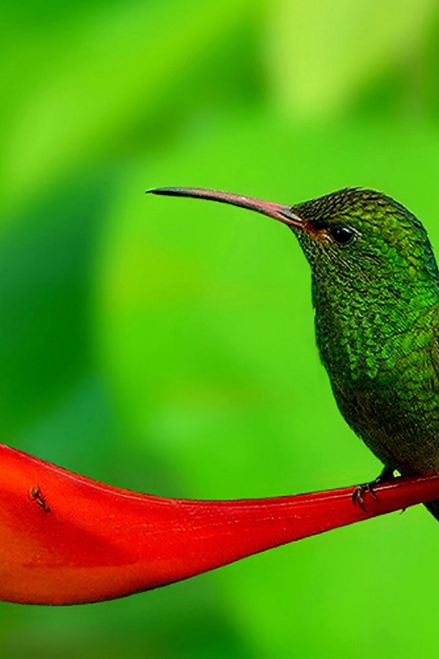 Колибри на цветке