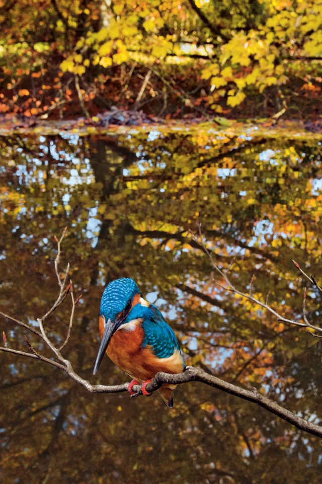 Зимородок сидит на ветке