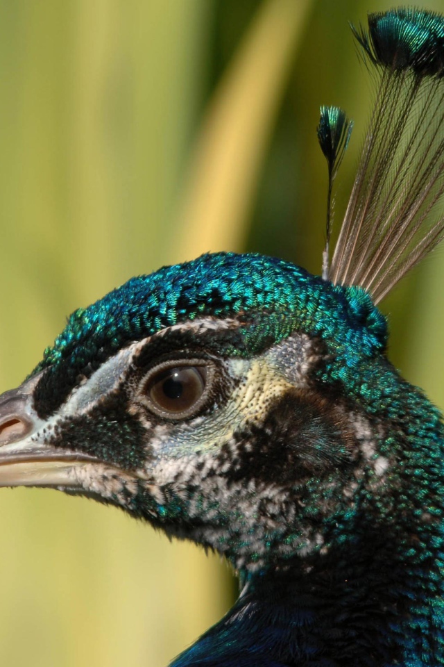 Взгляд павлина