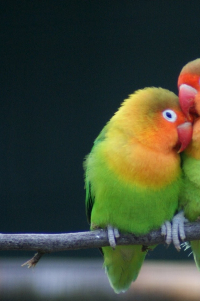 Любовь на ветке