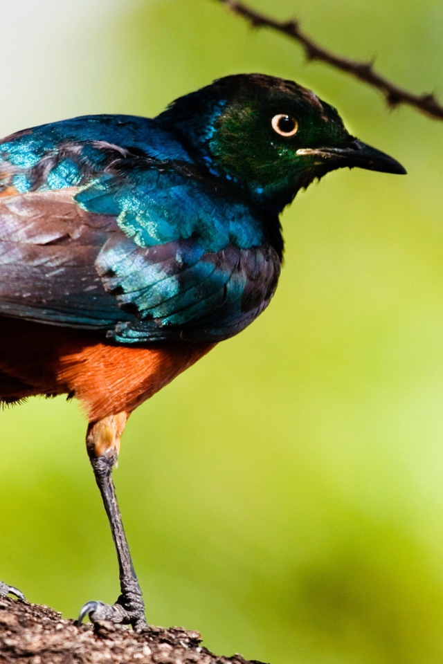 Перламутровая птица