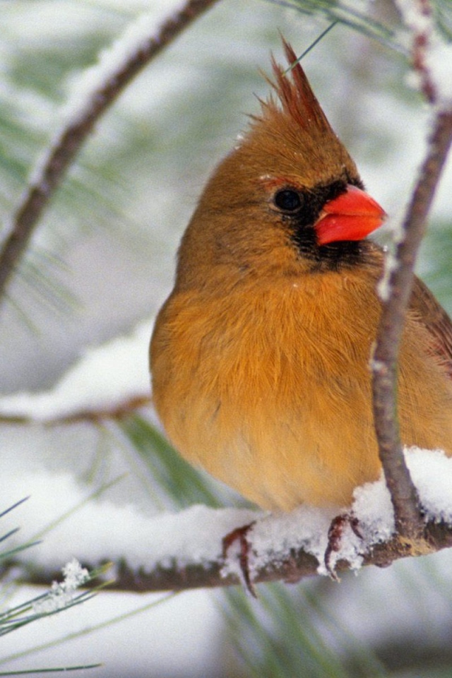 Северная птичка