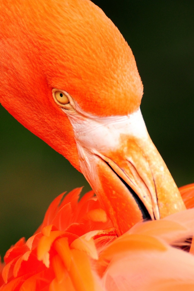 Оранжевый фламинго