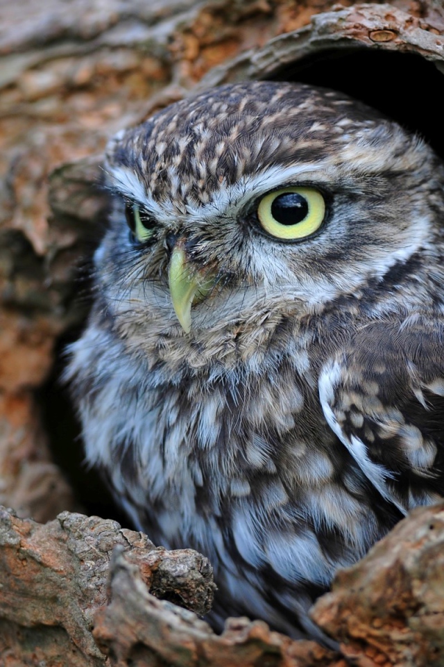 Сова сидит в дупле