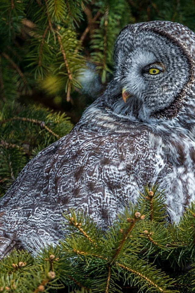 Сова сидит на дереве