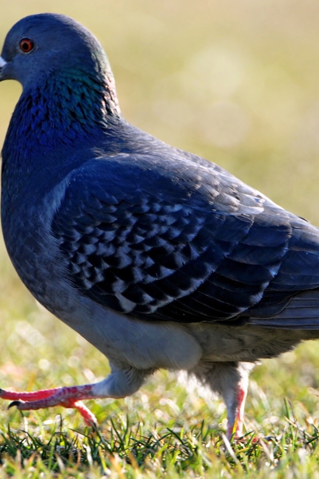 Голубь на травке