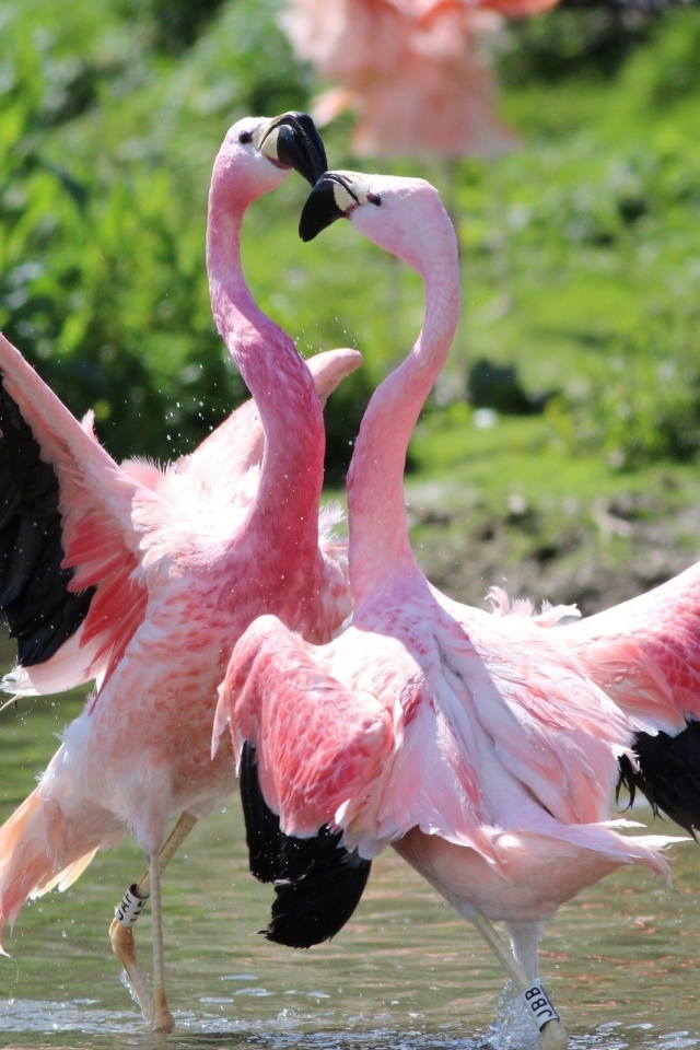 Розовые фламинго танцуют