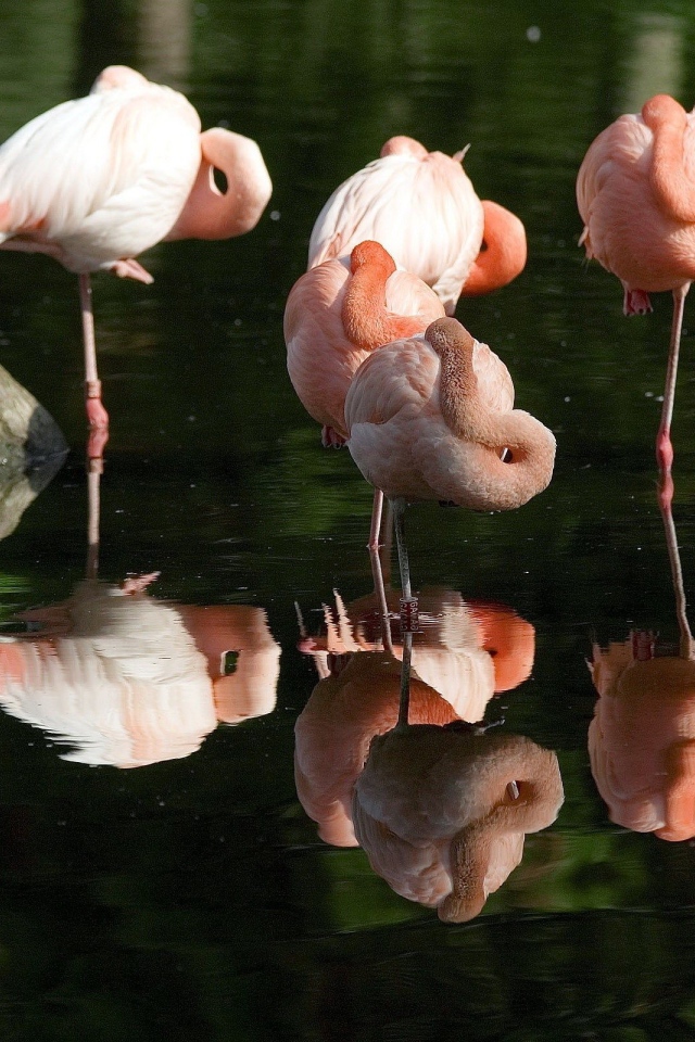 Розовые фламинго отдыхают