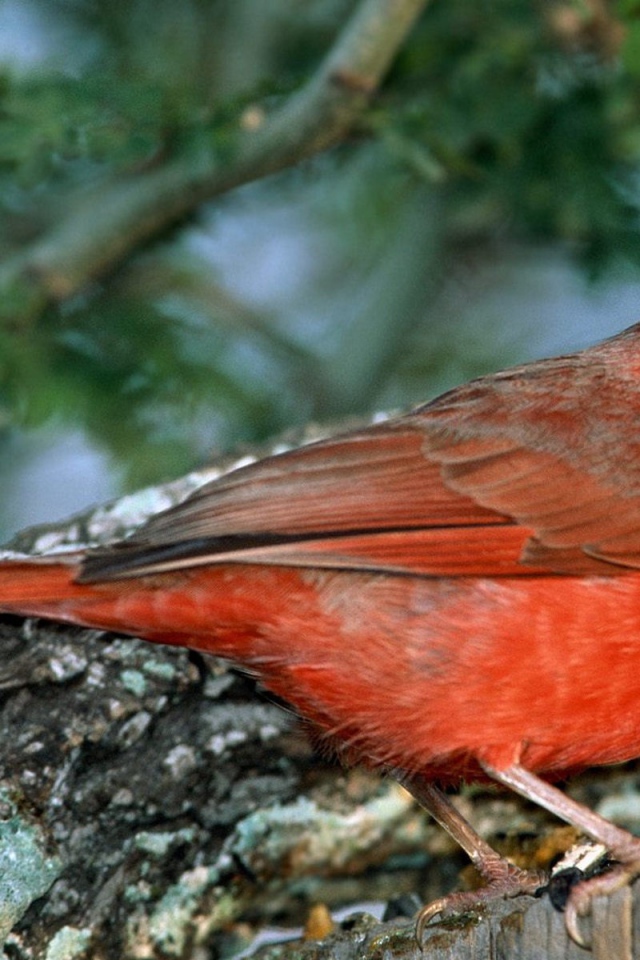 Красно грудая птица