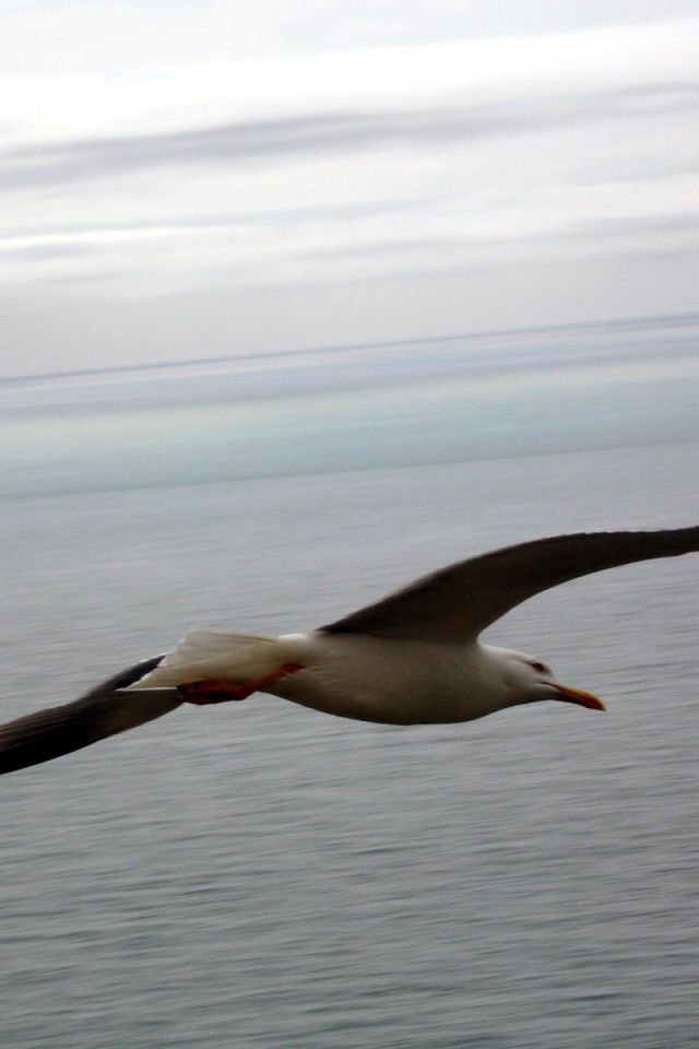 Чайка в полете