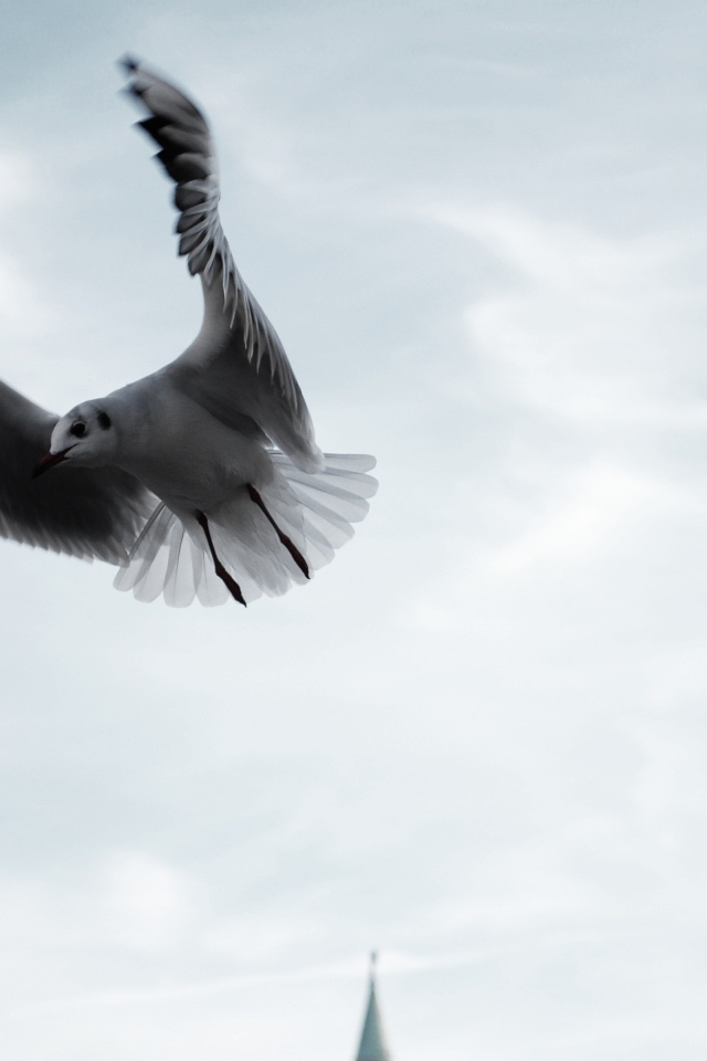 Seagull in flight by city