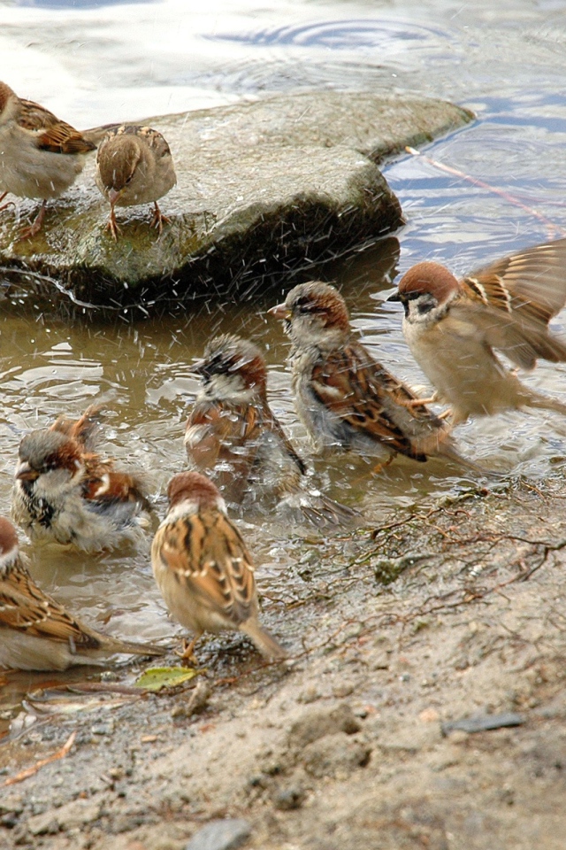 Воробьи купаются