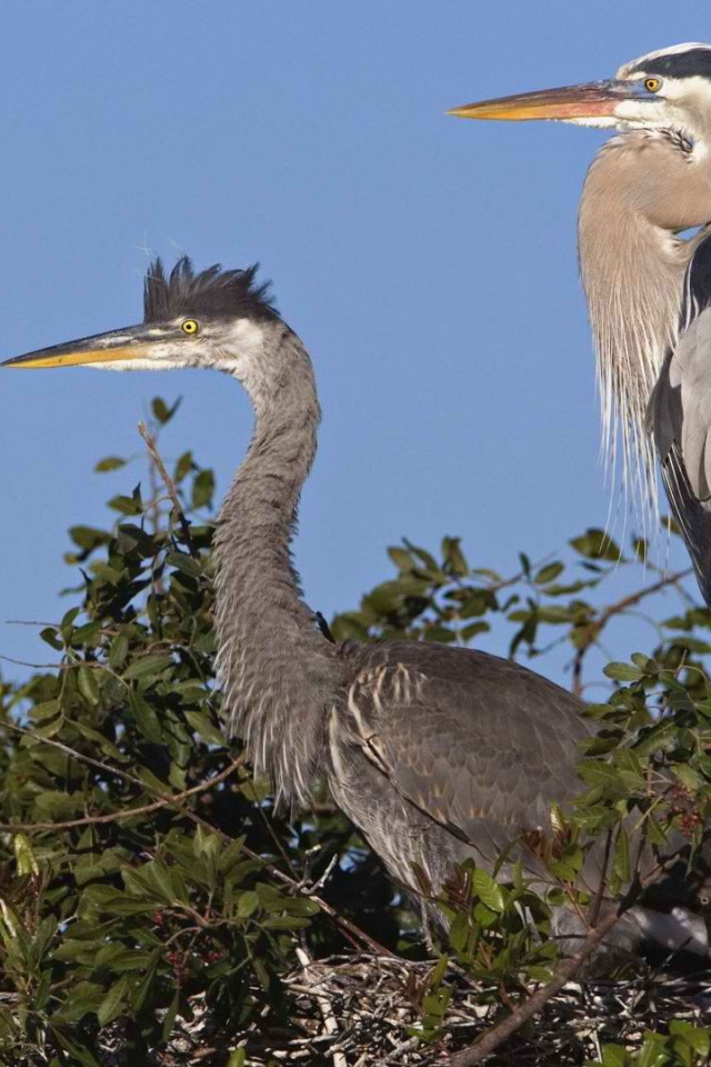 Венецианская цапля на гнезде