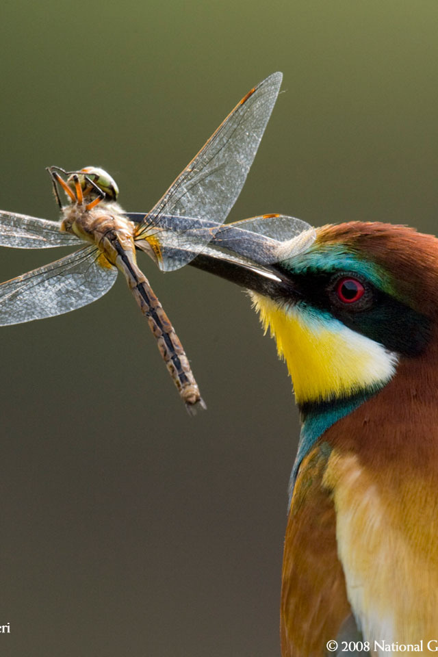 Птица поймала стрекозу