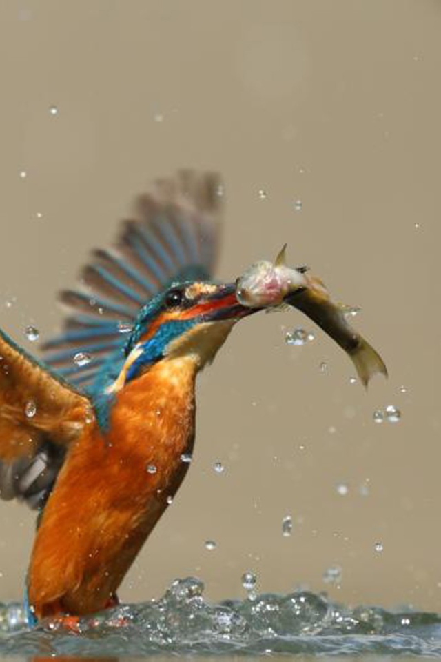Птица поймала рыбу
