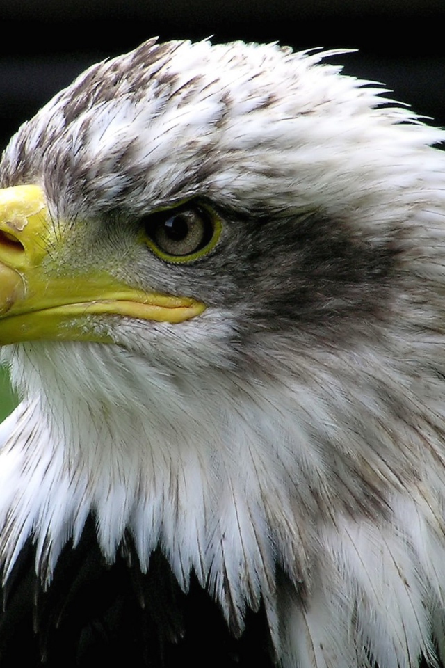 Голова орла