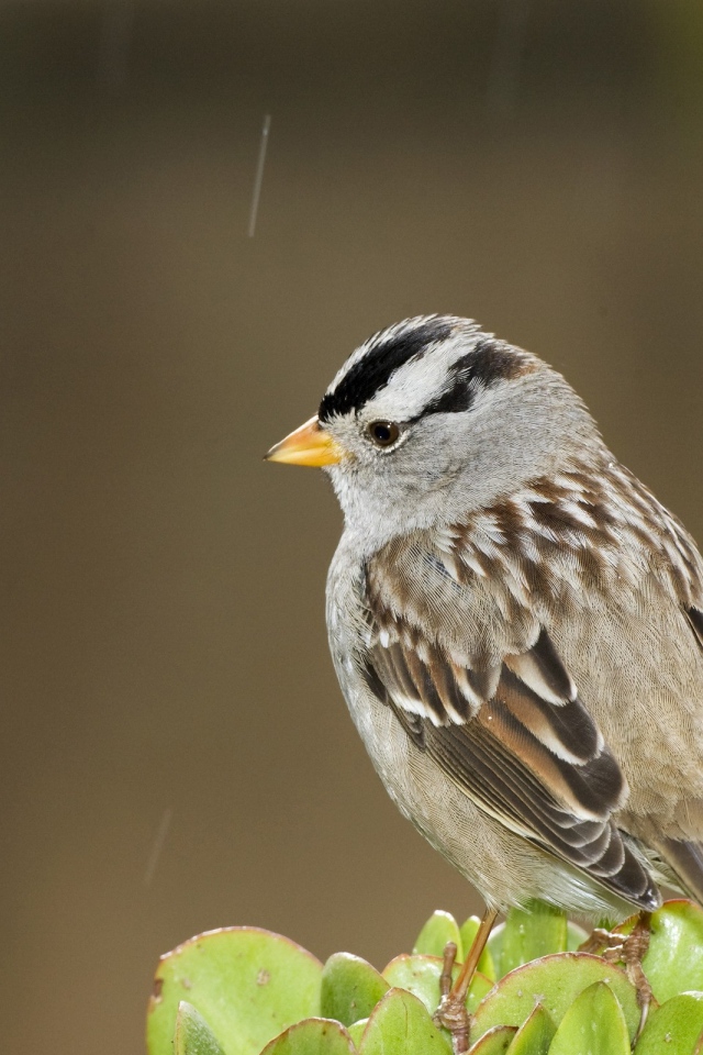 Задумчивый воробей