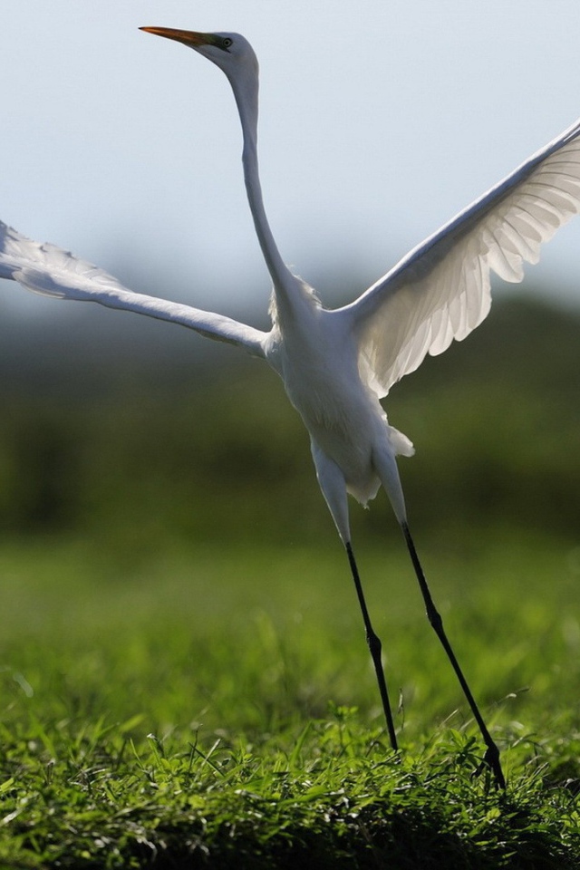 Белый журавль взлетает