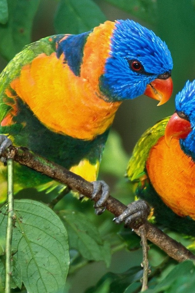 Желто синие попугаи