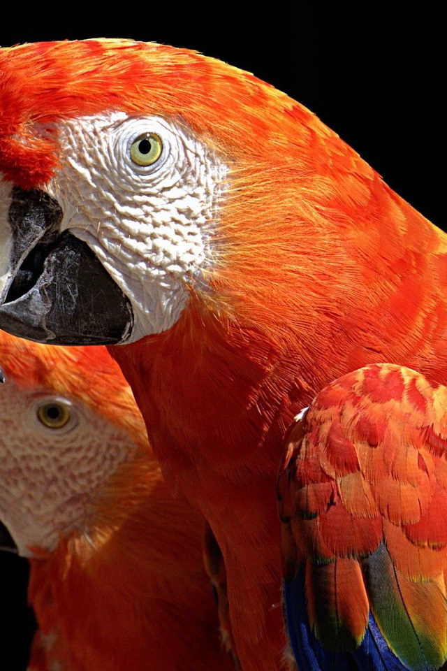 Пара какаду