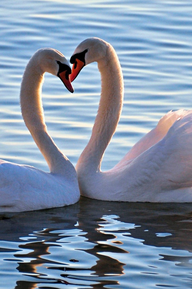 Пара белых лебедей
