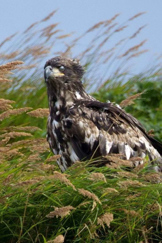 Аляска орел сидит в траве