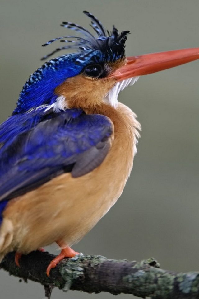 Птица из Национального парка Кении