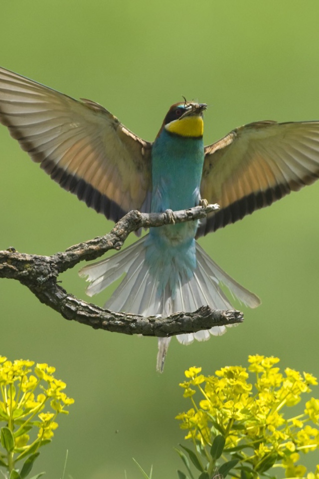 Европейские птицы
