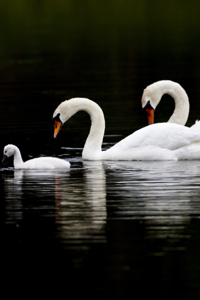 Семья лебедя