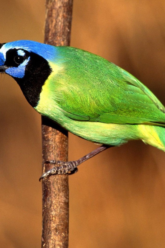 Птица Сойка