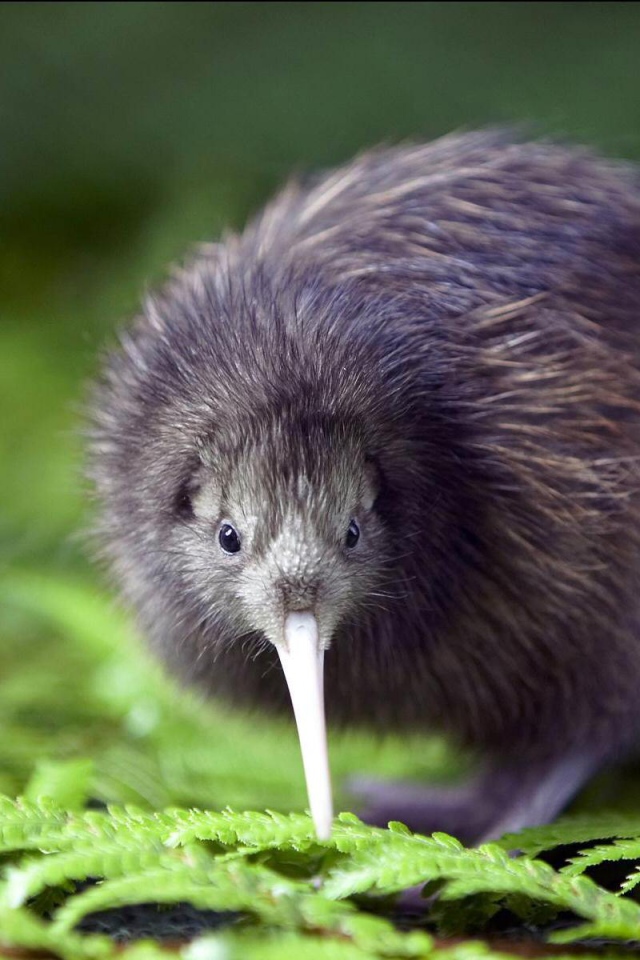 Птенец птицы киви