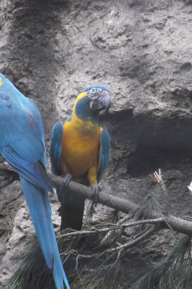 Попугаи сидят на ветке