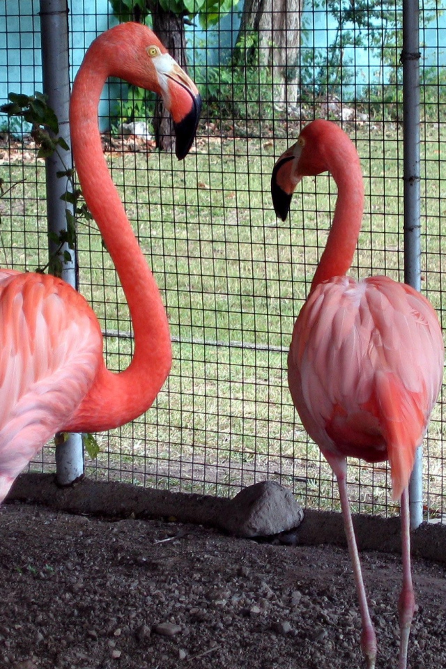 Розовые фламинго в зоопарке