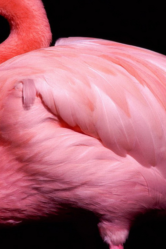 Розовый фламинго на черном фоне