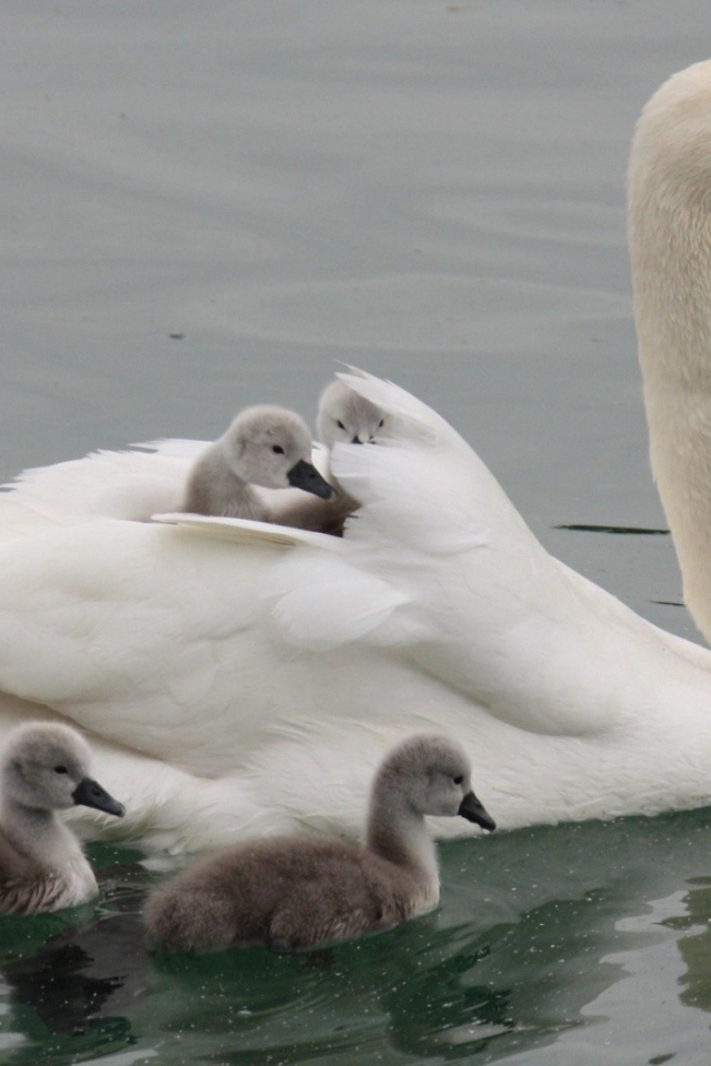 Лебедь со своими детьми