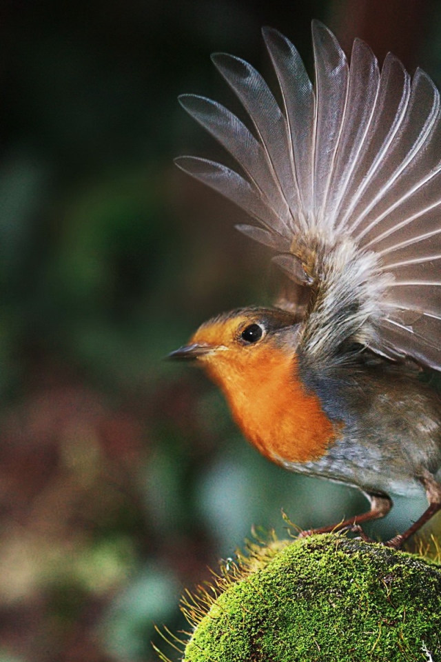 Птичка взлетает