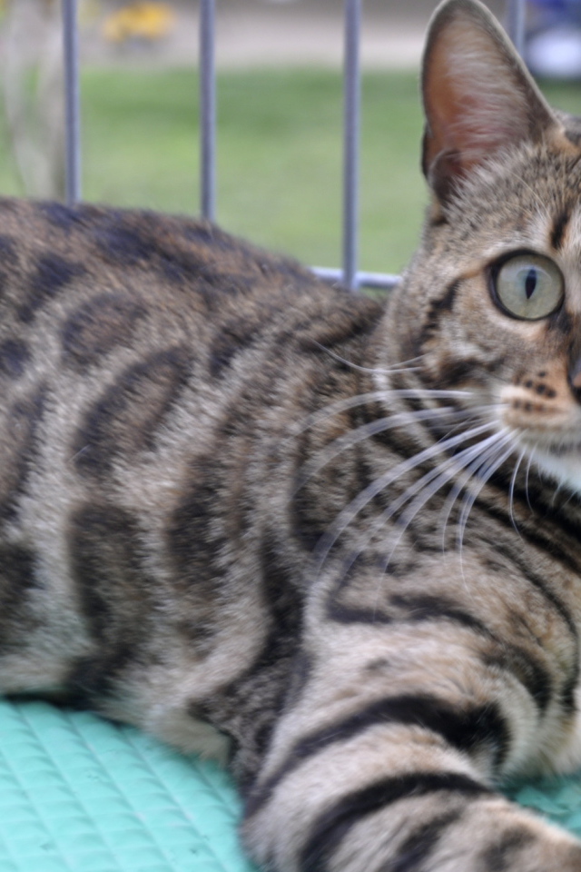 Красивый серебристый бенгальский кот