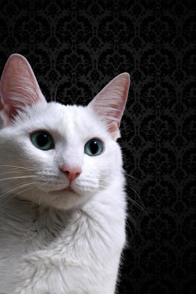 Красивый белый кот на фоне чёрных обоев