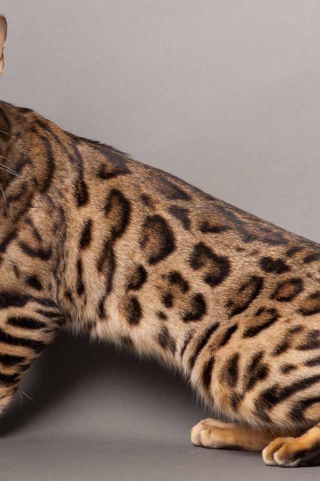 Красивый молодой бенгальский кот позирует