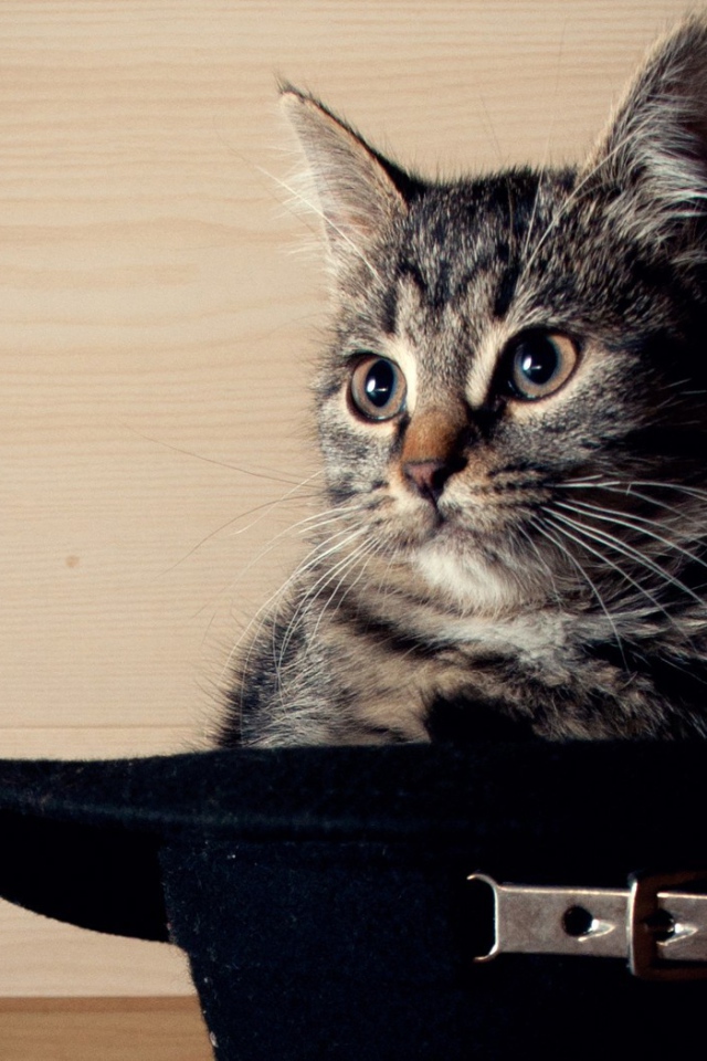 Кот сидит в черной шляпе