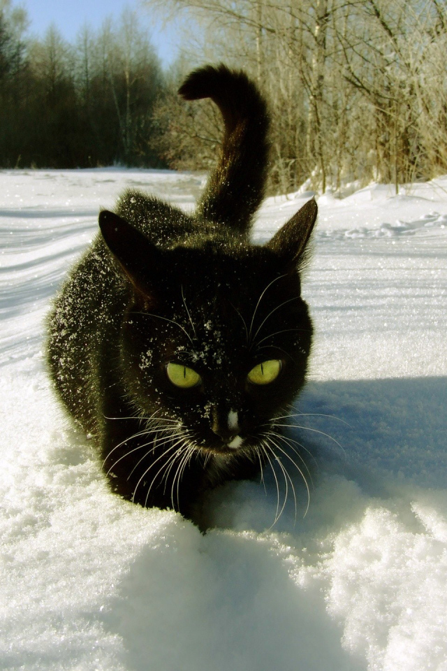 Кошка гуляет по снегу