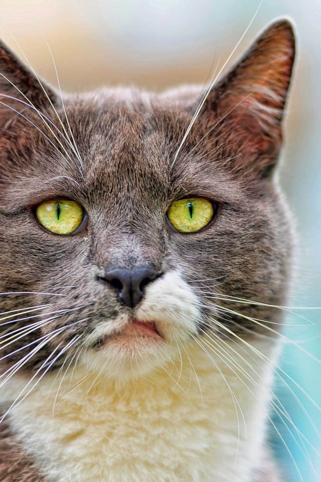 Кот с ухмылкой