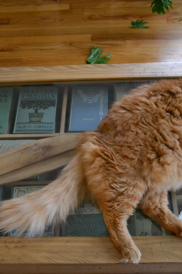 Толстый рыжий кот спит на столе