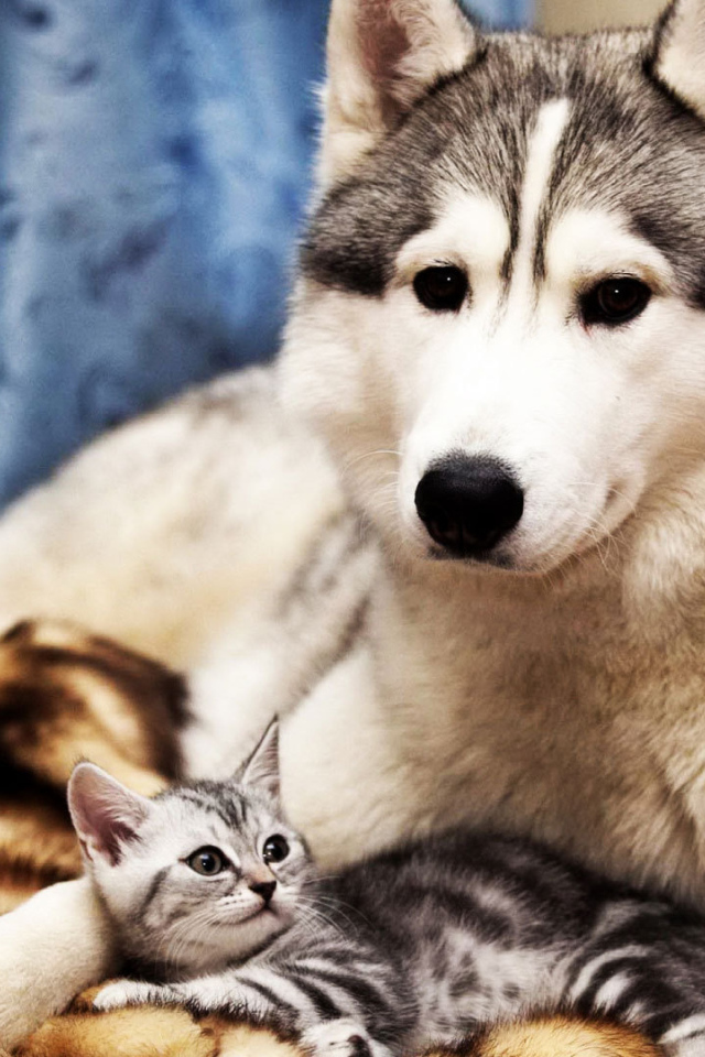 Большой пёс и маленький кот