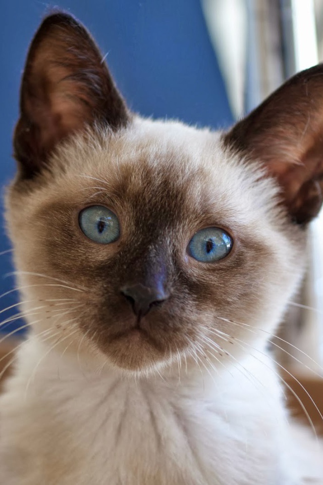 Маленький удивлённый сиамский кот